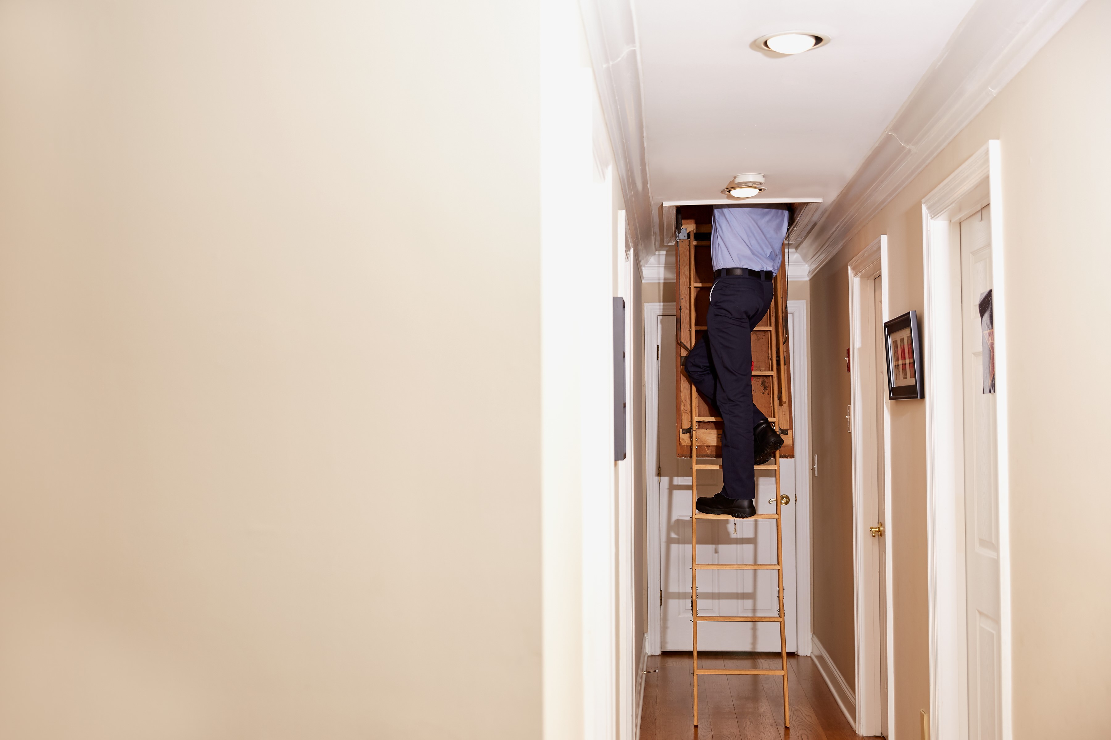 Pest control technician working in an attic on a ladder