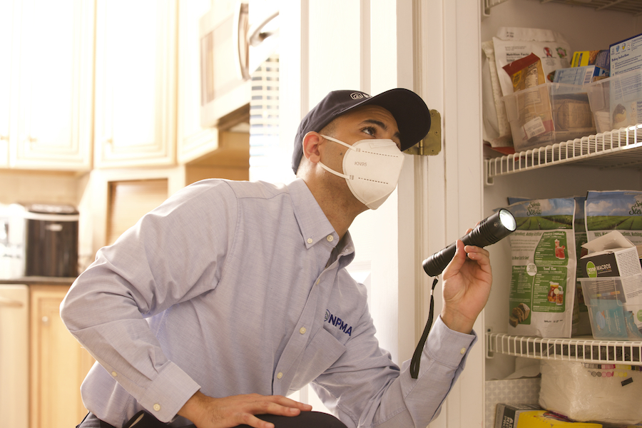 Pantry Inspection By Exterminator Copy